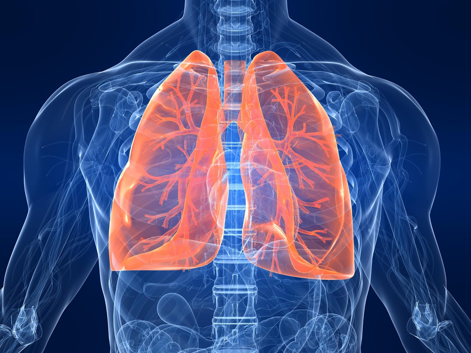 cartoon x-ray diagram of lungs within the human body